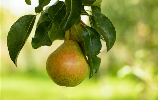 Pyrus communis 'Petersbirne' 