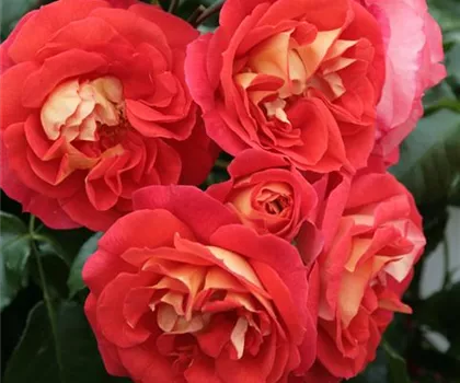Rosa 'Gebrüder Grimm' 