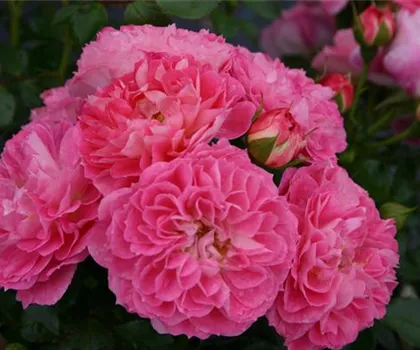 Rosa 'Charmant'  Rosa 'Charmant'