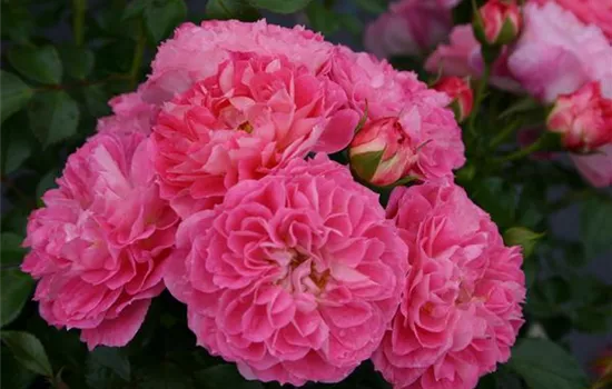 Rosa 'Charmant'  Rosa 'Charmant'