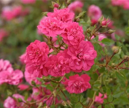 Rosa 'Knirps'  Rosa 'Knirps'