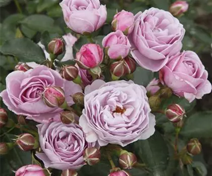 Rosa 'Nautica' 
