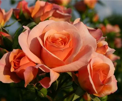 Rosa 'Aprikola' Rosa 'Aprikola'