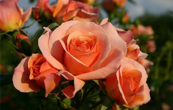 Rosa 'Aprikola' Rosa 'Aprikola'