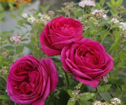 Rosa 'Für Elise' 
