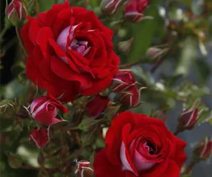 Rosa 'Corazon'  Rosa 'Corazon'