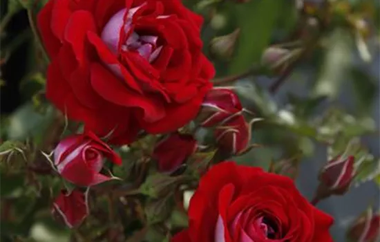 Rosa 'Corazon'  Rosa 'Corazon'