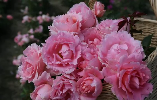 Rosa 'Poetry'  Rosa 'Poetry'