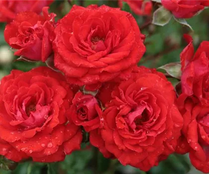 Rosa 'Zwergenfee'  Rosa 'Zwergenfee'