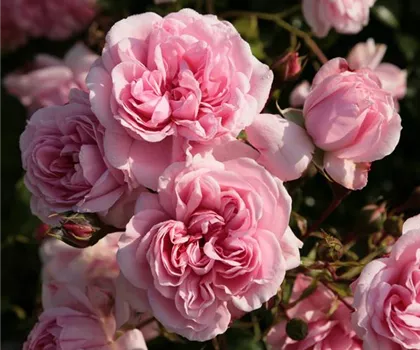 Rosa 'Home & Garden' 