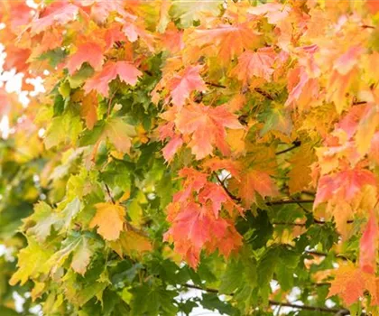 Acer platanoides 'Autumn Blaze' Acer platanoides 'Autumn Blaze'