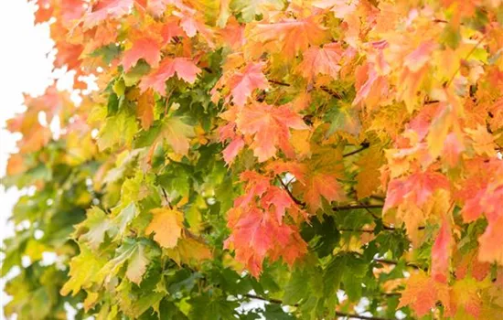 Acer platanoides 'Autumn Blaze' Acer platanoides 'Autumn Blaze'
