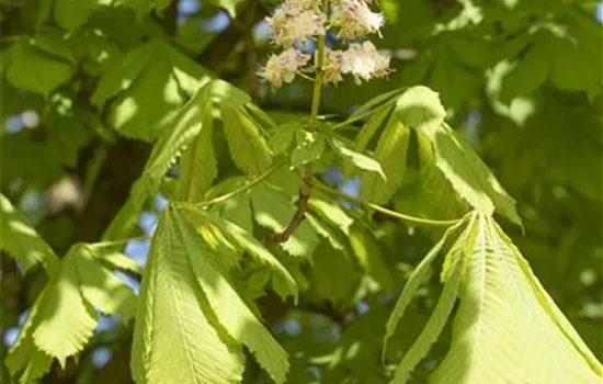 Aesculus hippocastanum 
