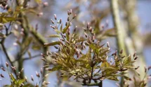 Baum-Felsenbirne 'Robin Hill'