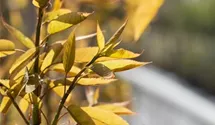 Baum-Felsenbirne 'Robin Hill'