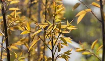 Baum-Felsenbirne 'Robin Hill'