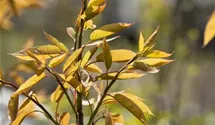 Baum-Felsenbirne 'Robin Hill'