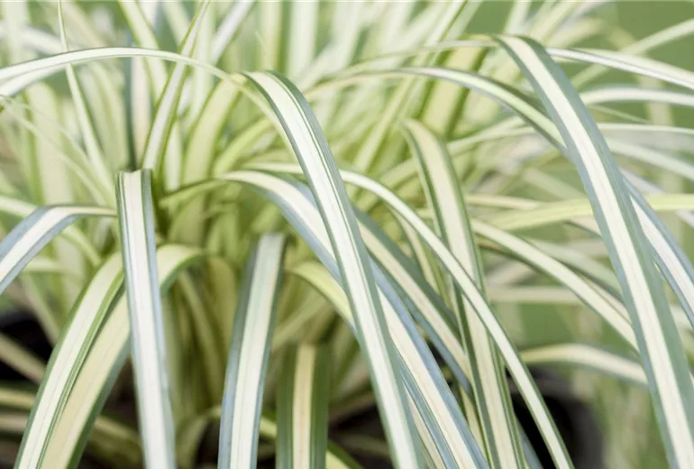 Carex oshimensis 'Evergold' Carex oshimensis 'Evergold'
