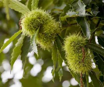 Castanea sativa  Castanea sativa