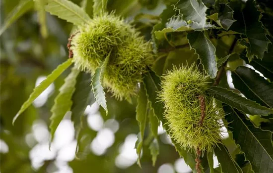 Castanea sativa  Castanea sativa