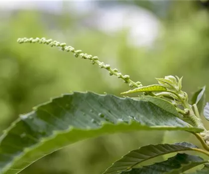 Castanea sativa 'Bouche de Betizac'  Castanea sativa 'Bouche de Betizac'