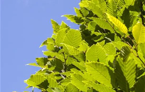 Carpinus betulus 'Frans Fontaine' Carpinus betulus 'Frans Fontaine'