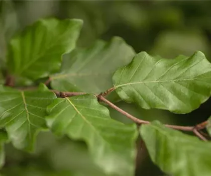 Fagus sylvatica  Fagus sylvatica