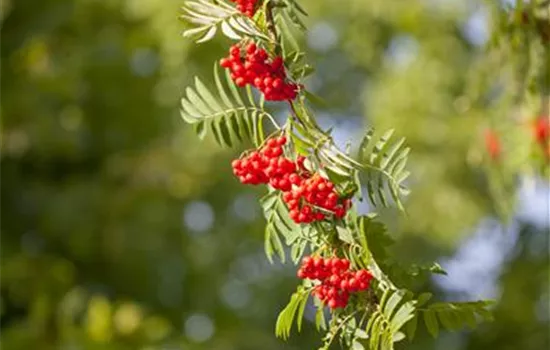 Sorbus aucuparia  Sorbus aucuparia