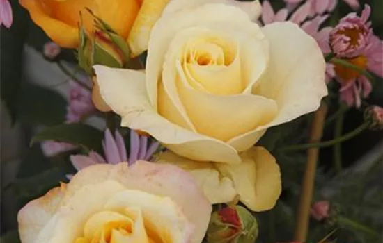 Rosa 'Sunny Sky'  Rosa 'Sunny Sky'