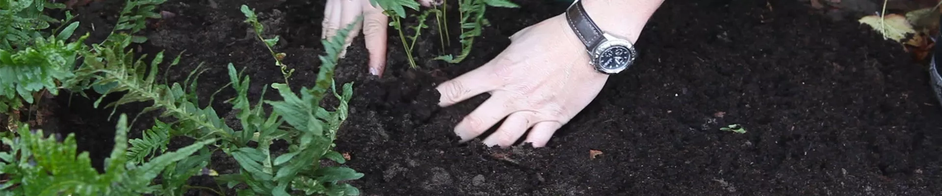 Farn - Teilen und Vermehren (thumbnail) Farn - Teilen und Vermehren (thumbnail)