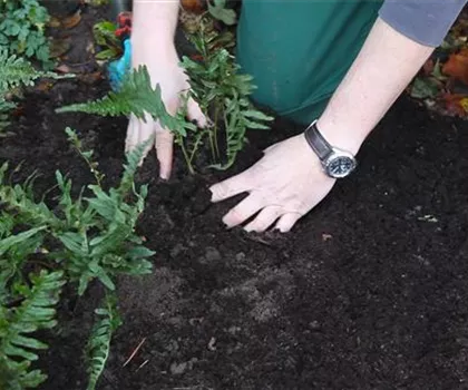 Farn - Teilen und Vermehren Farn - Teilen und Vermehren