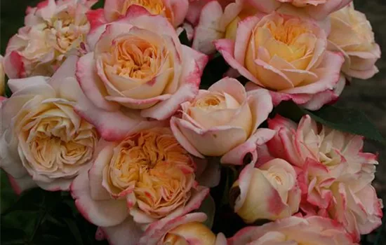 Rosa 'Concorde'  Rosa 'Concorde'