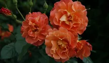 Rosa 'Westerland'