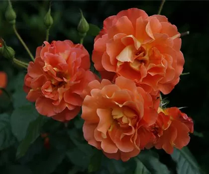 Rosa 'Westerland'  Rosa 'Westerland'