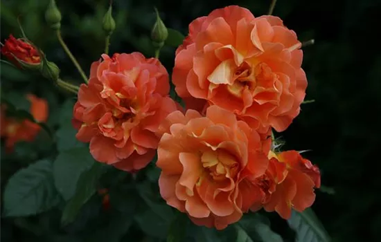 Rosa 'Westerland'  Rosa 'Westerland'