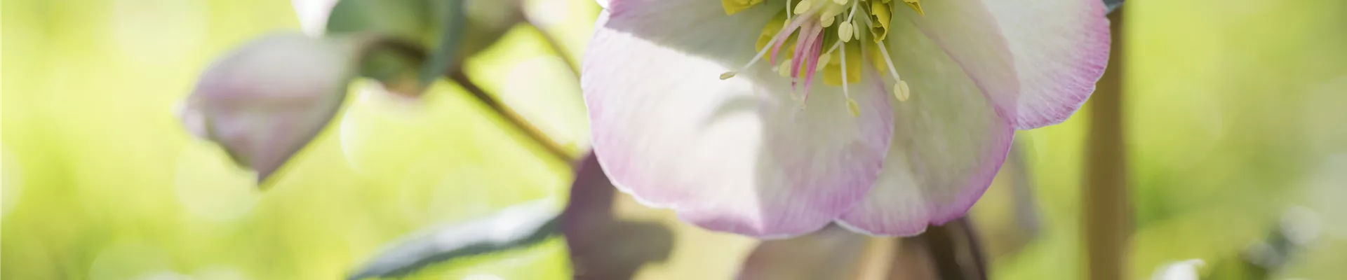 Helleborus x ericsmithii Sally's Shell Helleborus x ericsmithii Sally's Shell