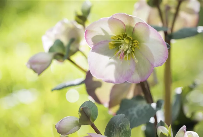 Helleborus x ericsmithii Sally's Shell Helleborus x ericsmithii Sally's Shell