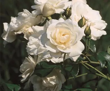 Rosa 'Schneewittchen'  Rosa 'Schneewittchen'