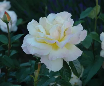 Rosa 'Gloria Dei' 
