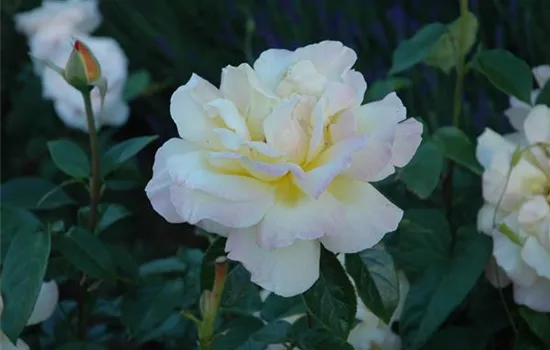 Rosa 'Gloria Dei' 