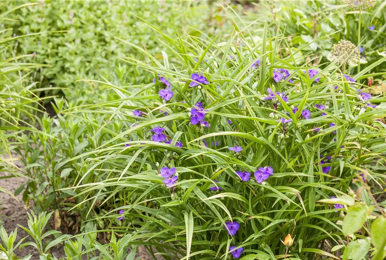 Tradescantia andersoniana Tradescantia andersoniana