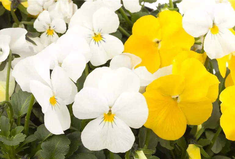 Viola cornuta Viola cornuta