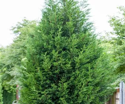 Cupressocyparis leylandii  Cupressocyparis leylandii