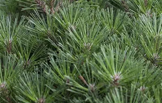 Pinus nigra 