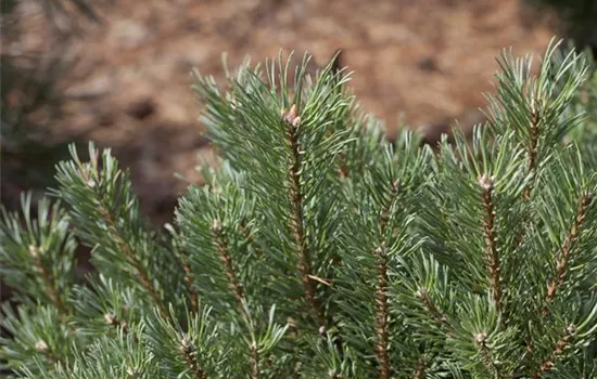 Pinus sylvestris
