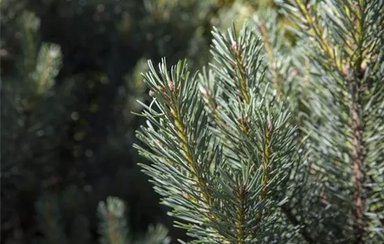 Pinus sylvestris 'Watereri'  Pinus sylvestris 'Watereri'