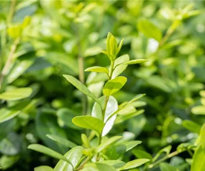 Ilex crenata 'Hetzii'  Ilex crenata 'Hetzii'