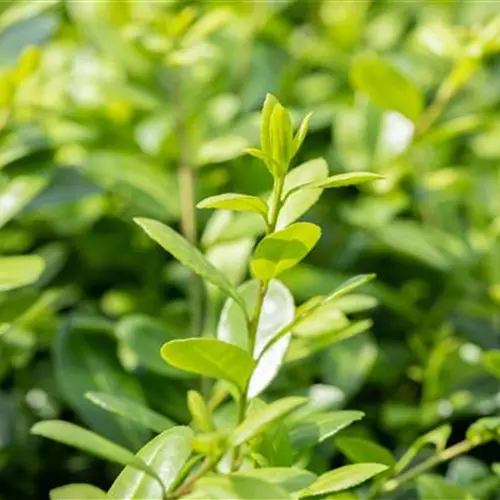 Ilex crenata 'Hetzii' 