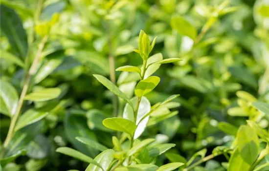 Ilex crenata 'Hetzii'  Ilex crenata 'Hetzii'