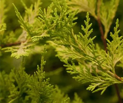 Cupressocyparis leylandii 'Castlewellan Gold'  Cupressocyparis leylandii 'Castlewellan Gold'